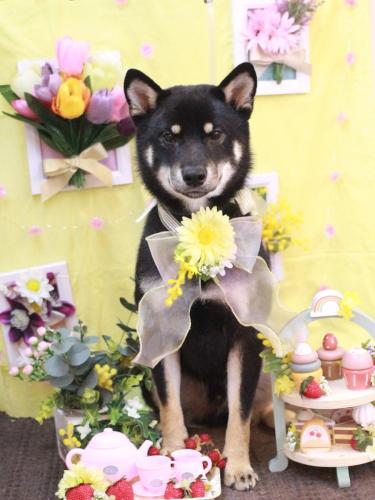 20230324マロくん